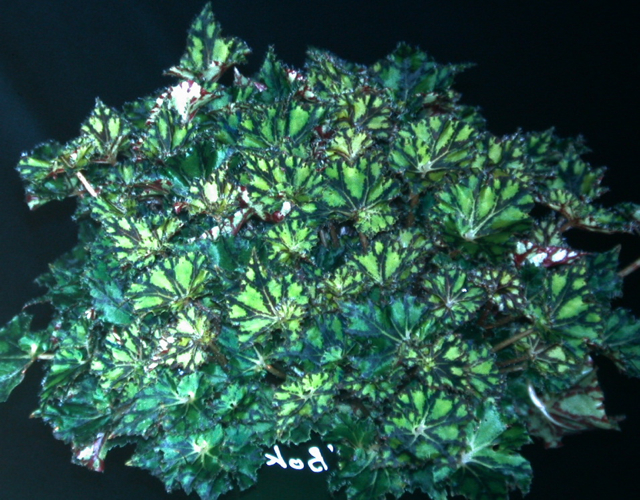 B. ‘Bokit’